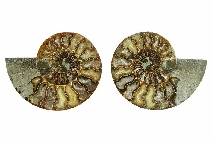Cut & Polished, Agatized Ammonite Fossil - Madagascar #328089